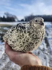 20 RARE Pansy  Sparkly 100 True Blue Celadon Coturnix Quail Hatching Eggs