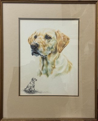 Ann Seward - Labrador Portrait und Skizze, Bleistift und Aquarell
