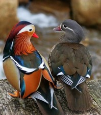 1 Regular FULL COLOR SINGLES Exotic Mandarin Duck Hatching Eggs PRESALE
