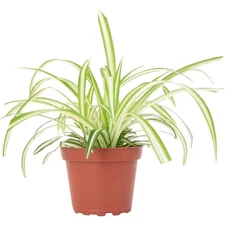 Spider Plant Hanging Live Indoor Plant, Easy Care Trailing Houseplant in 4 In. G