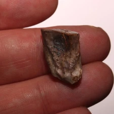Triceratops Tooth NICE Dinosaur Fossil Hell Creek Formation Cretaceous Specimen