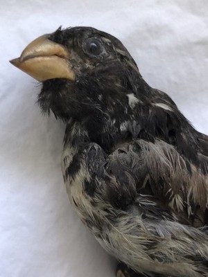 Bird Taxidermy Over 100 Years Old Unique Mounted Stand