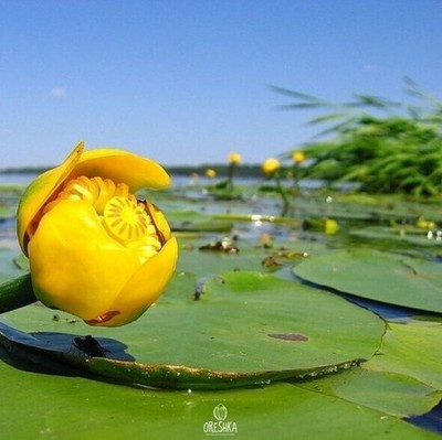 Nuphar Lutea 10 Stück frische Samen, gelbe Seerose Samen
