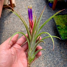 Ionantha x Paucifolia Air Plant Elegant Tillandsia