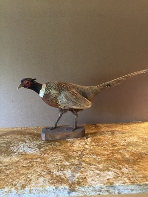 Mid century Hawaiian Taxidermy Ring-Neck Pheasant 1960-1970s