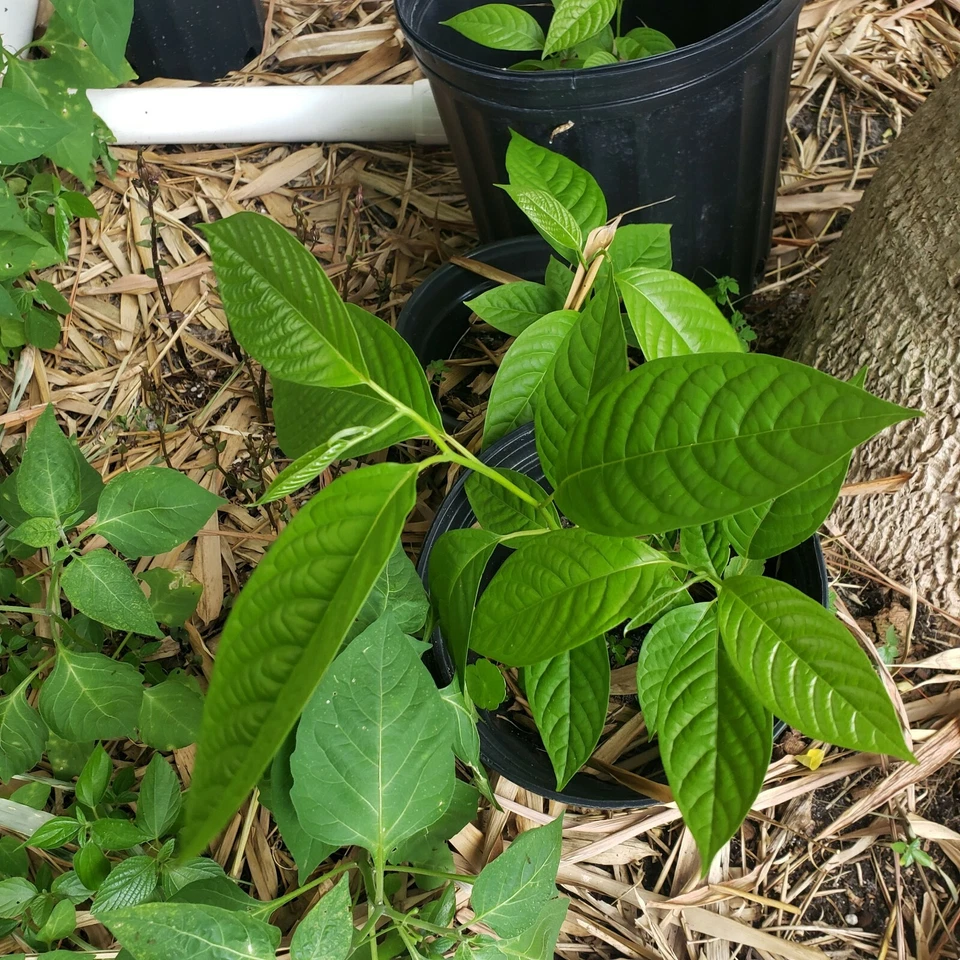 Ylang Ylang tree live, The Perfume Tree.  Rare and beautiful. - Image 2 of 4