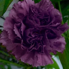 120+   CARNATION GRENADIN KING OF THE BLACKS / FRAGRANT PERENNIAL FLOWER SEEDS