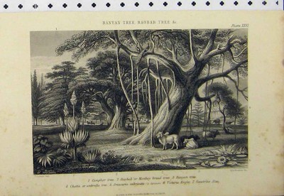 Original alter antiker Druck um 1890 Banyanbaum Kampferbaum Affe Brot Land
