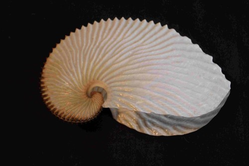 'Paper Argonaut' seashell (AA7)