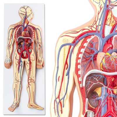 EVOTECH SCIENTIFIC Half Life Size Human Circulatory System Anatomy Relief Mod...