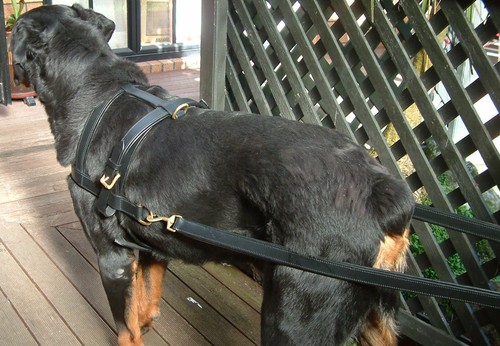 DOG CARTING/DRAFTING HARNESS IN GENUINE REAL LEATHER FOR WORKING/HELPING DOGS