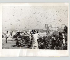 SWARMS of LOCUSTS Flying Over Karachi PAKISTAN Vintage 1961 Press Photo
