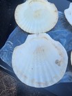 *5* Scallop Shell Serving Dishes Appetizer Decoration Real Sea Shells around 6" — photo 2