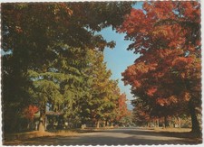 SCARLET OAKS & CEDARS DELANEY AVE BRIGHT VICTORIA NUCOLORVUE POSTCARD