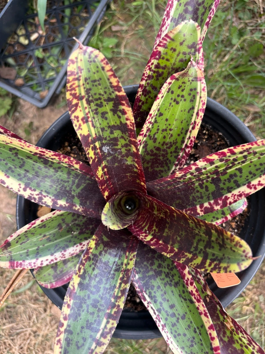 Bromeliad Neoregelia Tropical Houseplants for sale | eBay
