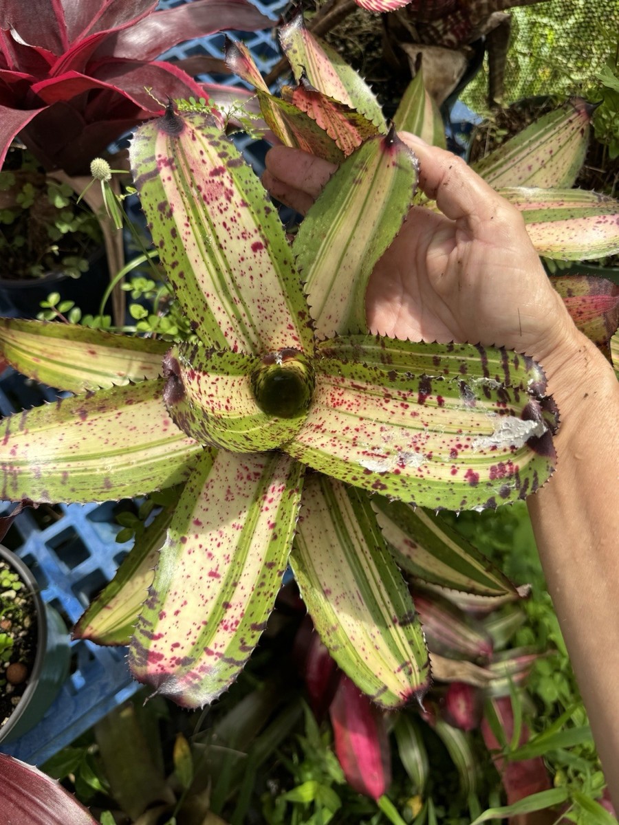 ブロメリア・エアープランツ Neoregelia White Warker Neoregelia 'White Walker Var ' Bromeliad | eBay