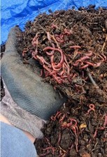 1000 Red Wigglers Worms Pet Food Fishing Compost Starter Bed Compost All Natural