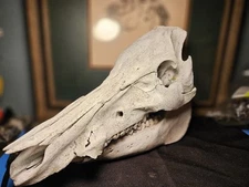 Mother nature clean Wild Boar Hog Skull Taxidermy Hunting Lodge  Bone 11"  Cali