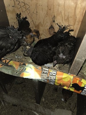 16 TOTAL 8 BROWN + 8 COLORED FERTILE HATCHING EGGS *READ DESCRIPTION *