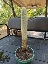 XXL Espostoa Melanostele Peruvian Old Man Cotton Cactus Columnar Cactus 15" 