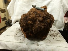  50 Nice Red Manzanita Burl