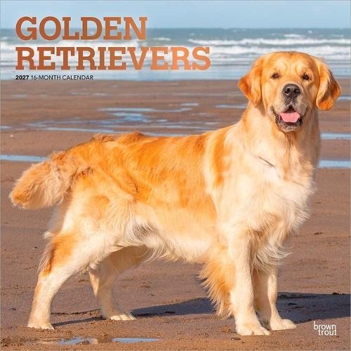 Golden Retrievers 2027 12 X 24 Inch (Hanging) Monthly Square Wall Calendar Foil Stamped Cover Plastic-Free Browntrout - Image 4