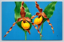 1957 Yellow Lady's-Slipper Orchid National Wildlife Federation Postcard