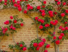 20pcs Red Climbing Rose Seeds - Rare Non-GMO Heirloom Variety for Your Garden.