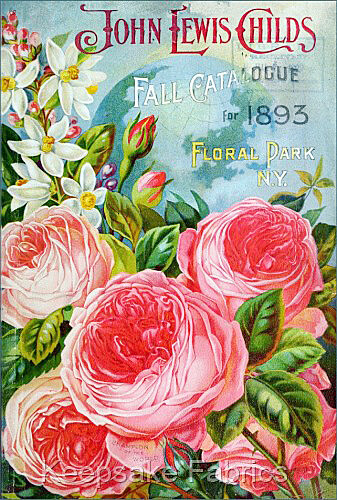 Happy Rose　0329 Rainforest Alliance Certified Roses, 125 Stems, Light Pink