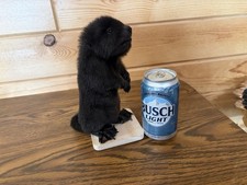 New Rare Color Phase Black Baby Beaver Standing On Wood Base Taxidermy.