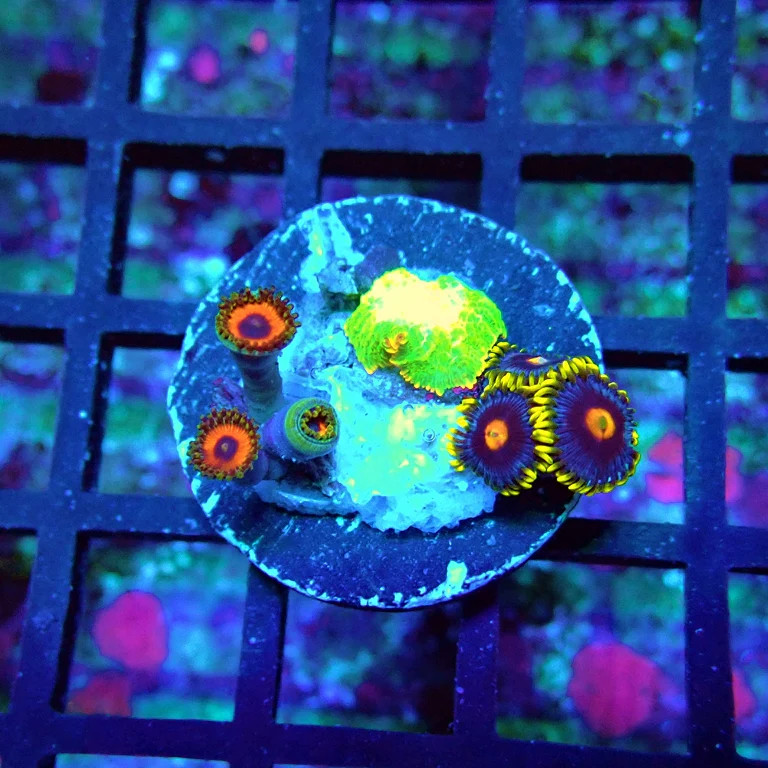 WYSIWYG - Ultra Zoas Frag