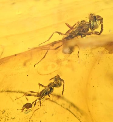 Several detailed Wasps, Fossil inclusion in Burmese Amber