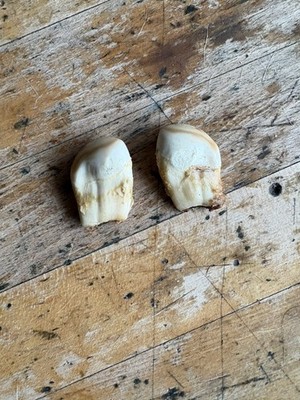 (Lot of 2) Old Elk Ivory Bull Teeth / Tooth Craft Jewelry Pendant