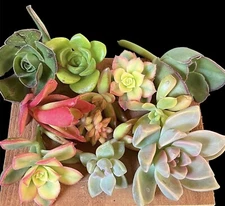 Succulent Cutting Mixed Selection BOX 20+pcs +      ** FREE SHIPPING**