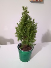 Small Christmas Tree with Plant Pot Good Condition Christmas Tree Decoration