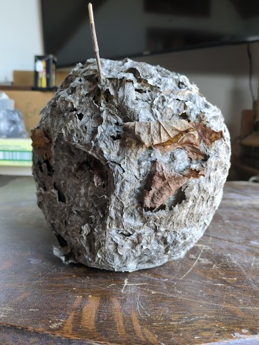 Real Hornet's Nest Hive Paper Wasp Bee Decor Science School Taxidermy