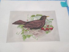 BIRD W/ STRAWBERRIES-MELISSA SHIRLEY-HANDPAINTED NEEDLEPOINT CANVAS
