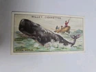 Cigarette card  wills -wonders of the sea - No 5 - free postage  - lot  1028