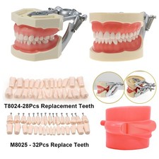 US Dental Kilgore NISSIN Type 28/32Pcs Teeth Typodont Model With Removable Teeth