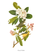 1978 Audubon Vintage Birds "Canada Warbler" Stunning Color Art Jumbo Lithograph