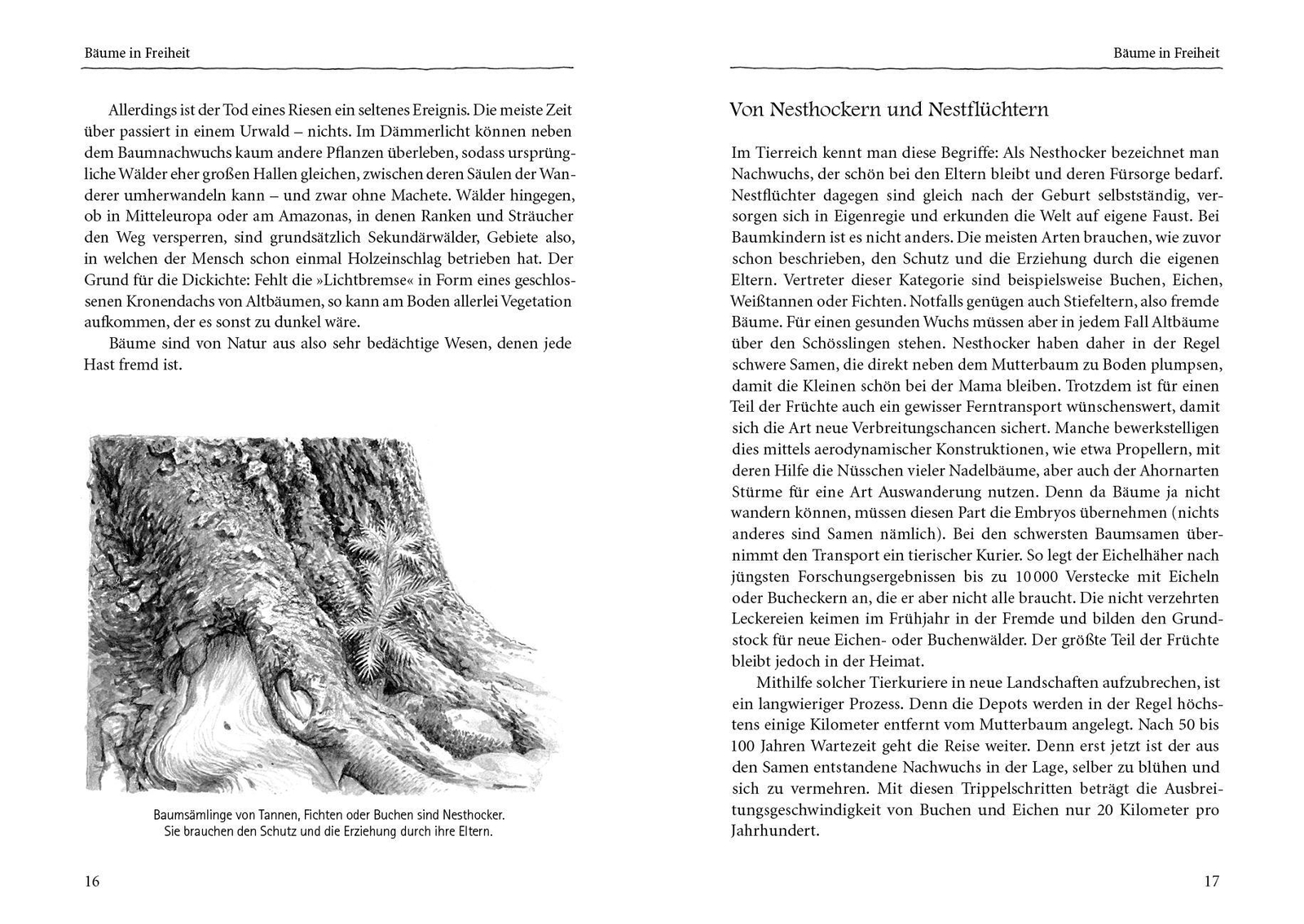 Thumbnail - Bäume Verstehen | Peter Wohlleben | Buch | 192 S. | Deutsch | 2016