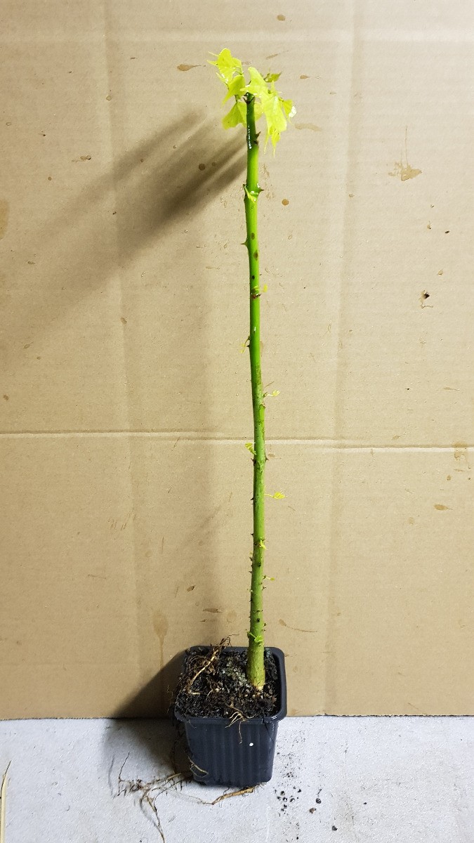 Erythrina corallodendron la solution végétale pour habiller un coin de jardin sec