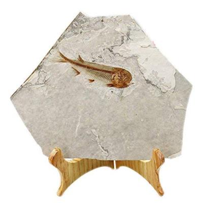 Fossile Di Pesce Reale 150 Milioni Di Anni - Provenienza Cina, Liaoning Occidentale - Foto 9