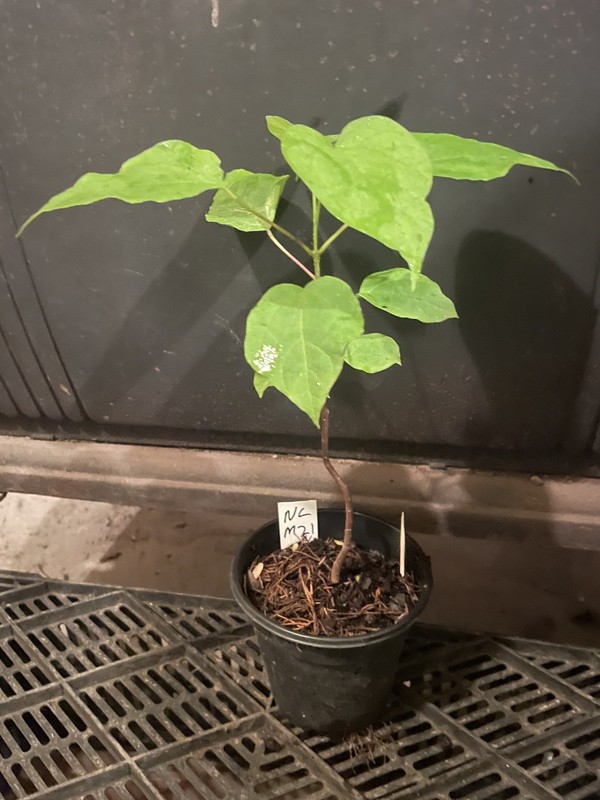 Northern Catalpa
