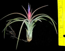 Califano tillandsia airplant air plant for sale from oahu hawaii