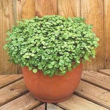1 OZ=20,000 TRUE WATERCRESS Seeds Organic Container Indoors Shade Garden Sprouts