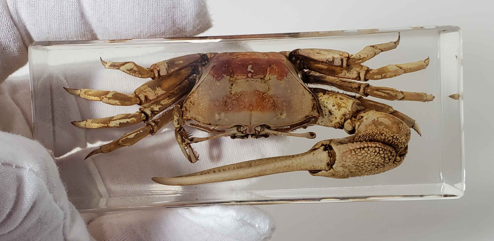 Fiddler Crab Specimen in Resin, EXACT ITEM PICTURED, Real Specimen Paperweight