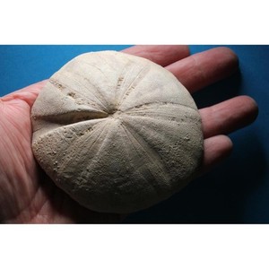 Clypeus ploti – British Jurassic Echinoid