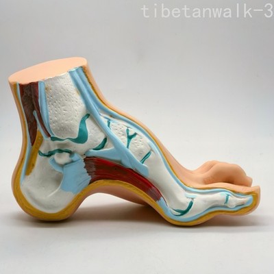 Human Bow Arched Foot Anatomy Model Muscle Vascular Life Size