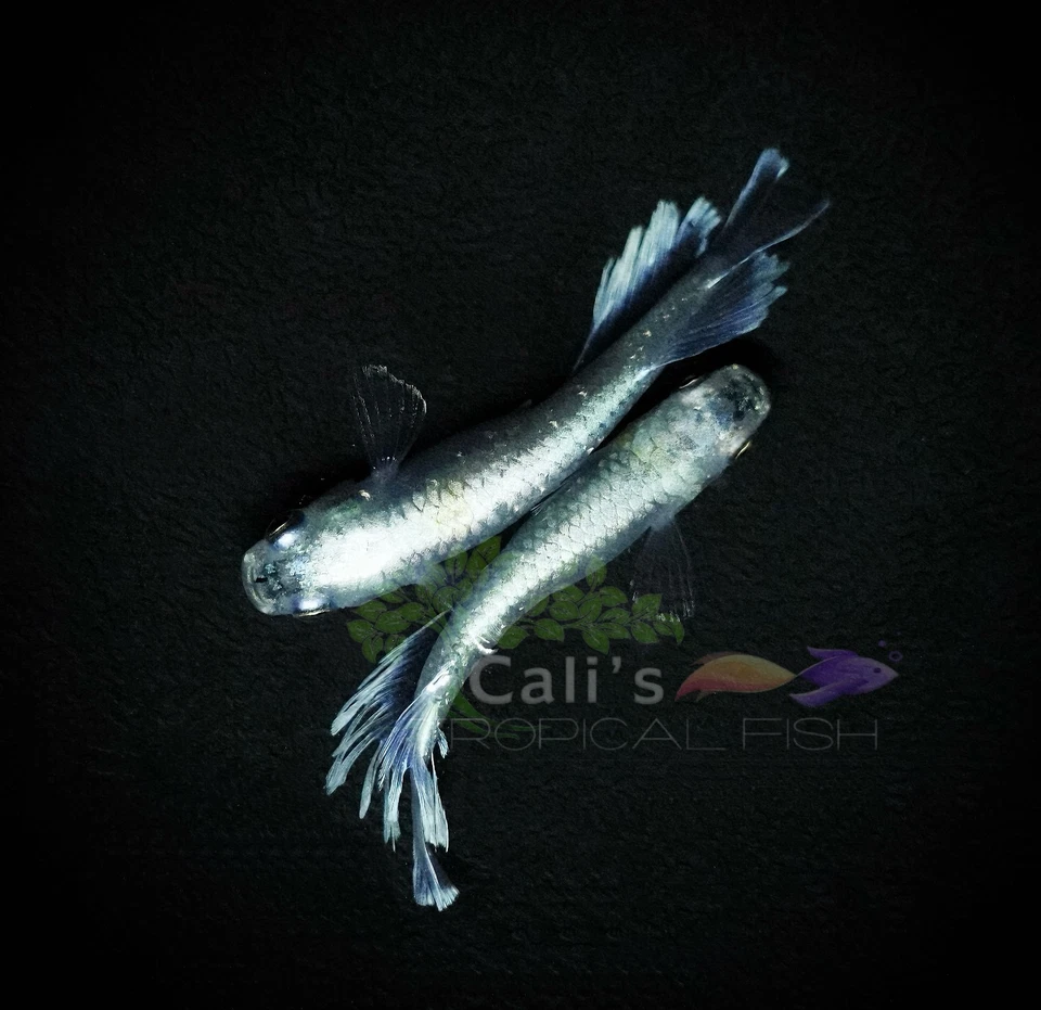 3+1 (FREE) White Galaxy Medaka- Freshwater Medaka Rice Fish - FREE SHIPPING - Image 2 of 4